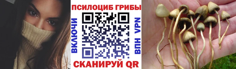 где найти   маркетплейс состав  Галлюциногенные грибы MAGIC MUSHROOMS  Эртиль 